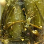 Ogórki kiszone, Autor: Mariuszjbie