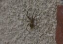Sposoby na pająki w domu